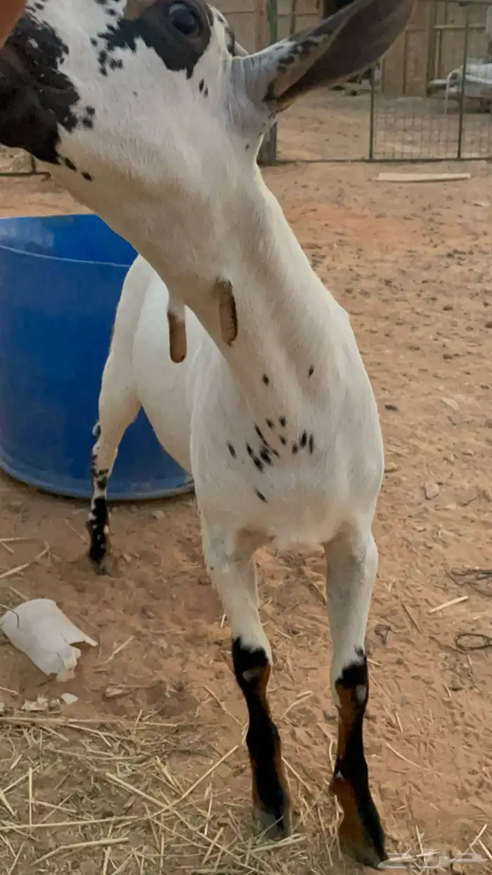 مشروع فحل بيشي امرخ فاخر 9