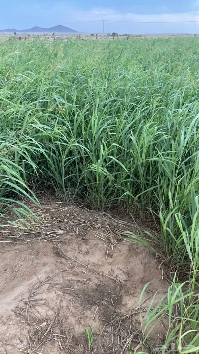 بيع شتلات البلوبنك 0