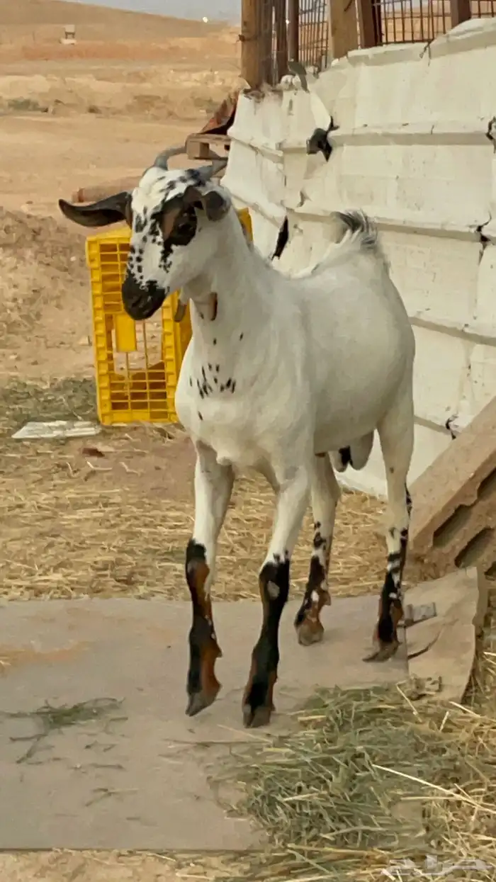 مشروع فحل بيشي امرخ فاخر 4