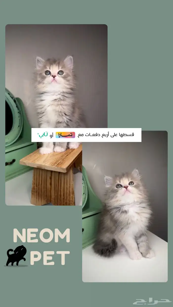 كيتن قطط صغيرة للبيع انثى ذكر بيرشن هاف بيكي فيس سكوتش فولد 1