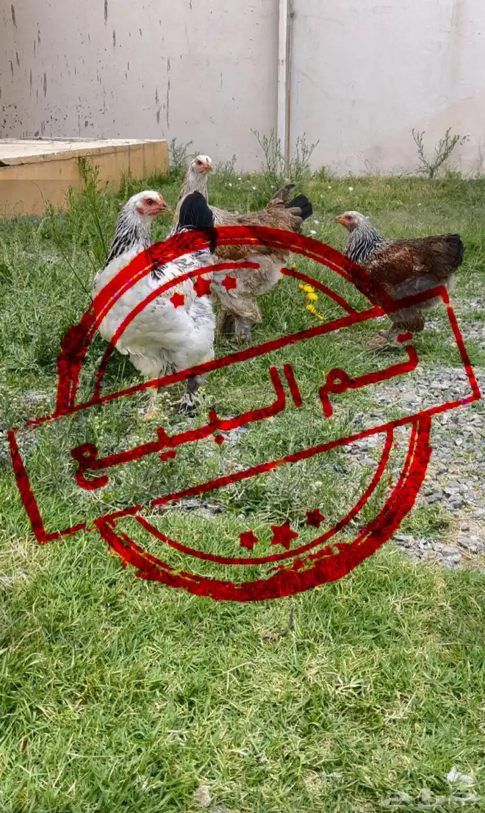 دجاج براهما بشاير ( تم البيع ) (تم البيع ) 0