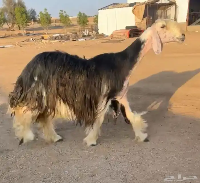 للبيع شاه نجديه كفو. تتم البيع 0