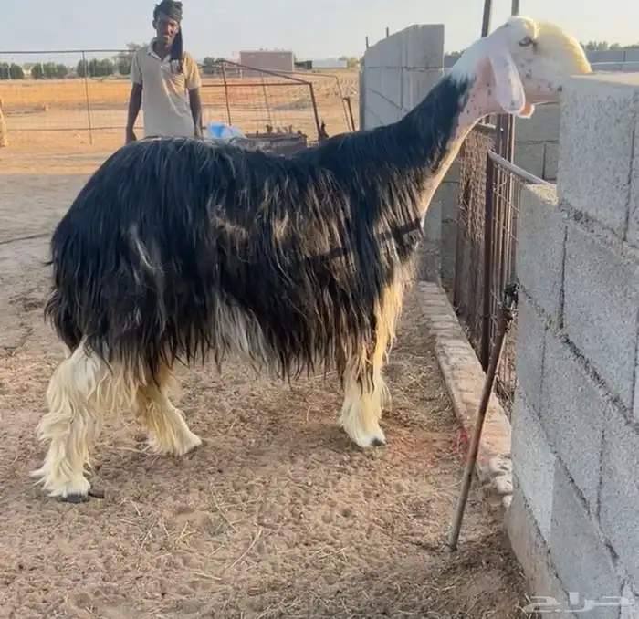 للبيع شاه نجديه كفو. تتم البيع 1
