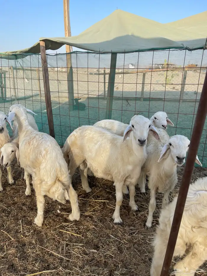 ذبايح حريه 1