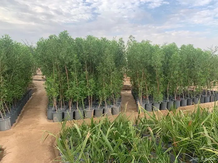 شتلات بزرومي البيع جمله 0