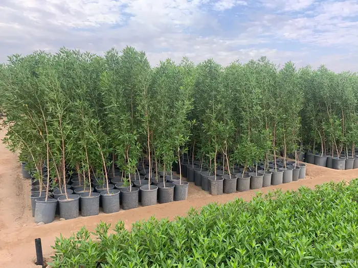 شتلات بزرومي البيع جمله 1