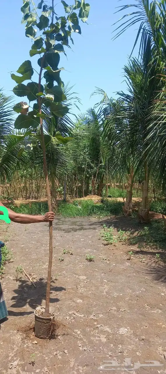 شتلات بالجمله لأصحاب المشاريع و المشاتل 8