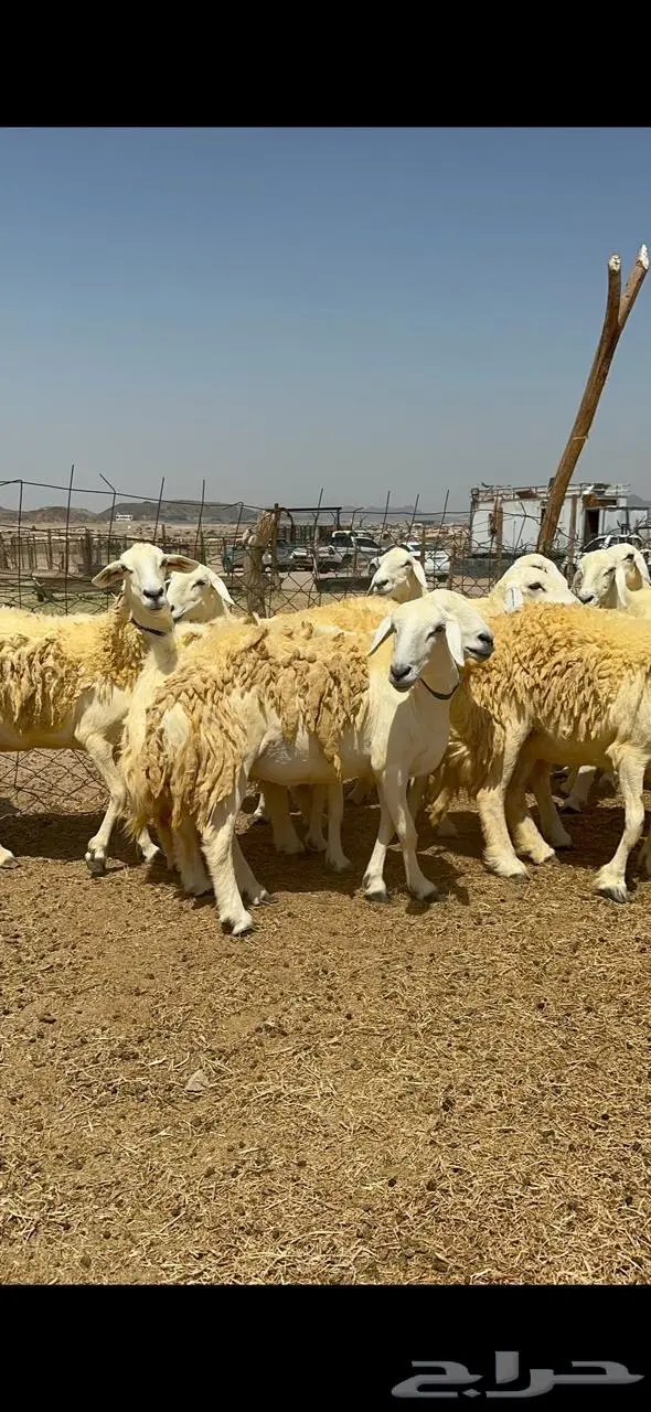 غنم حريات شي فاخر 0