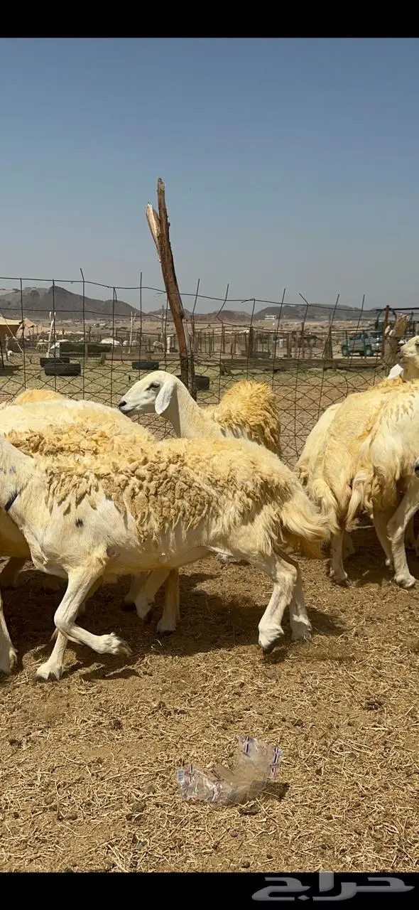 غنم حريات شي فاخر 2