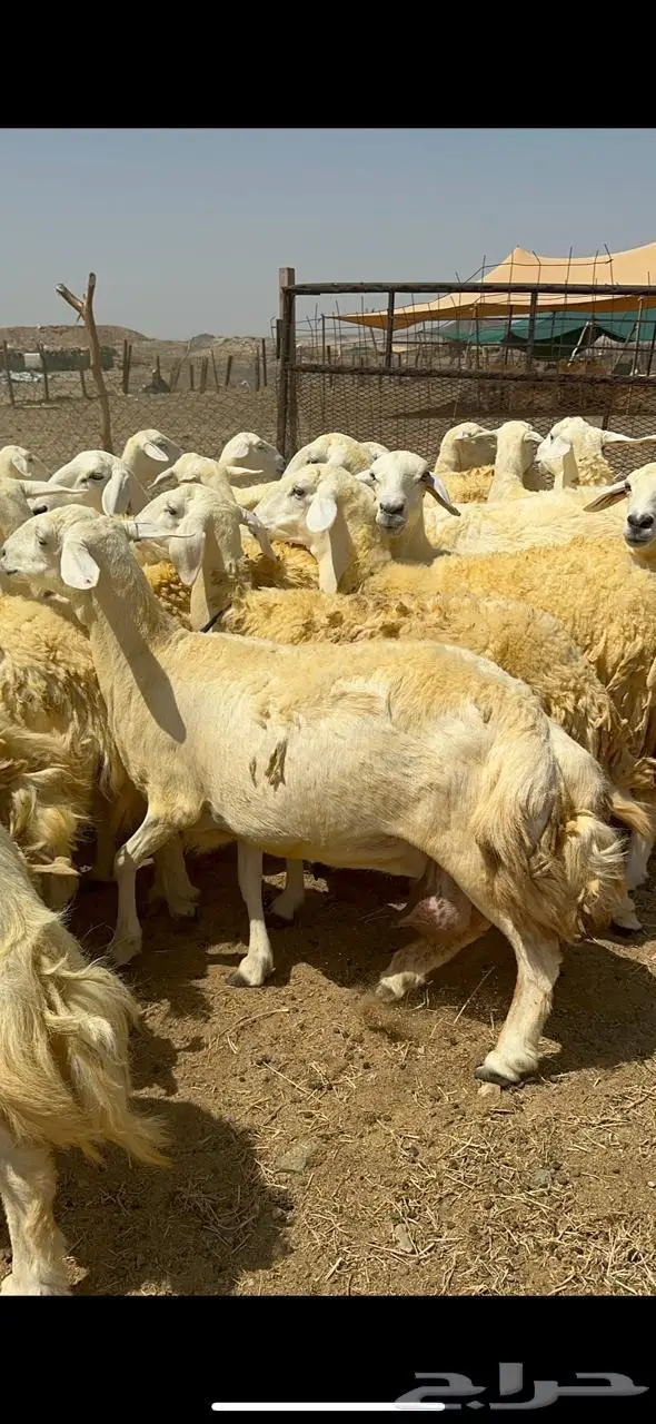 غنم حريات شي فاخر 3