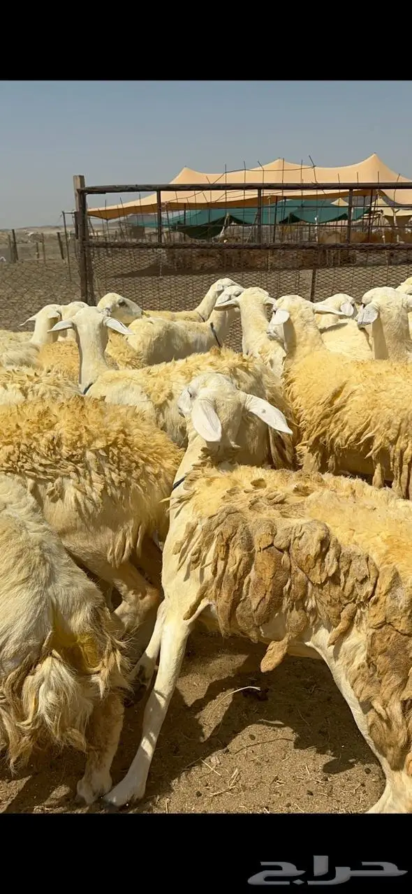 غنم حريات شي فاخر 4