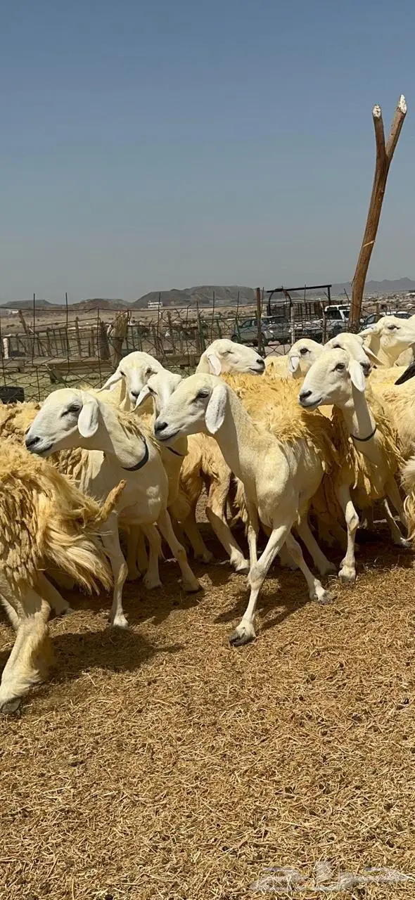 غنم حريات شي فاخر 7