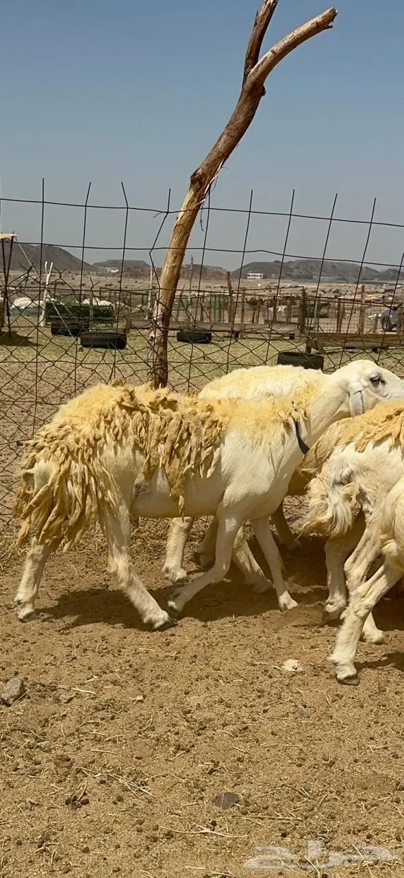 غنم حريات شي فاخر 5