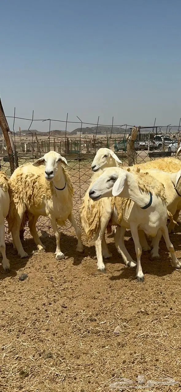 غنم حريات شي فاخر 6