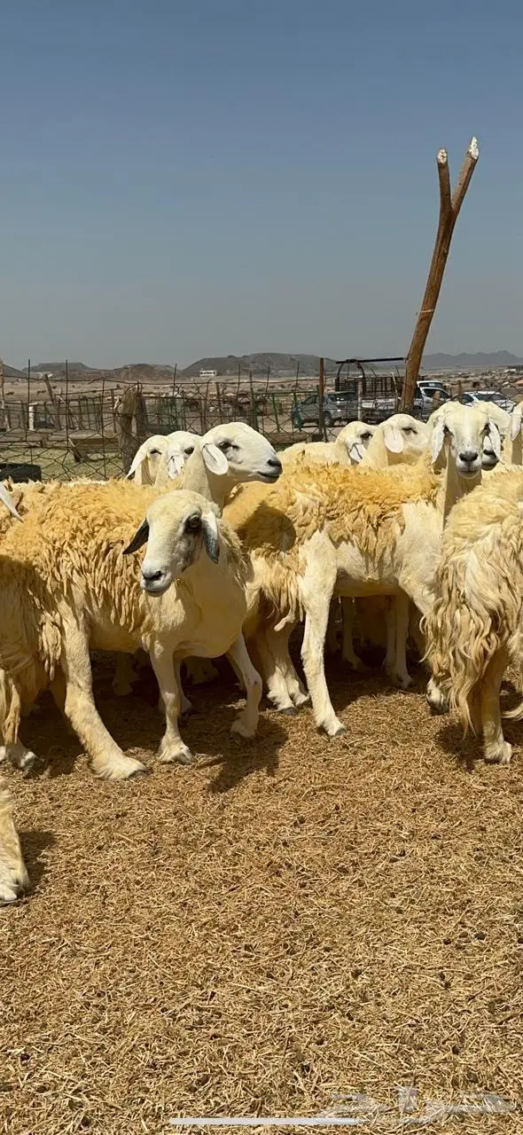 غنم حريات شي فاخر 8