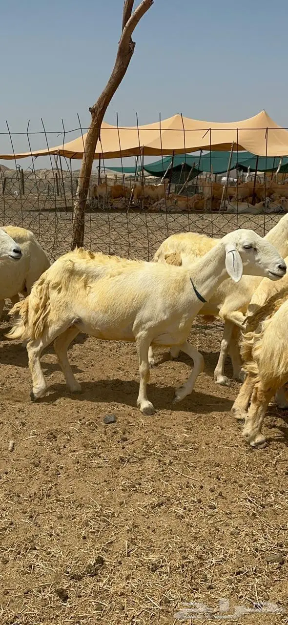 غنم حريات شي فاخر 10