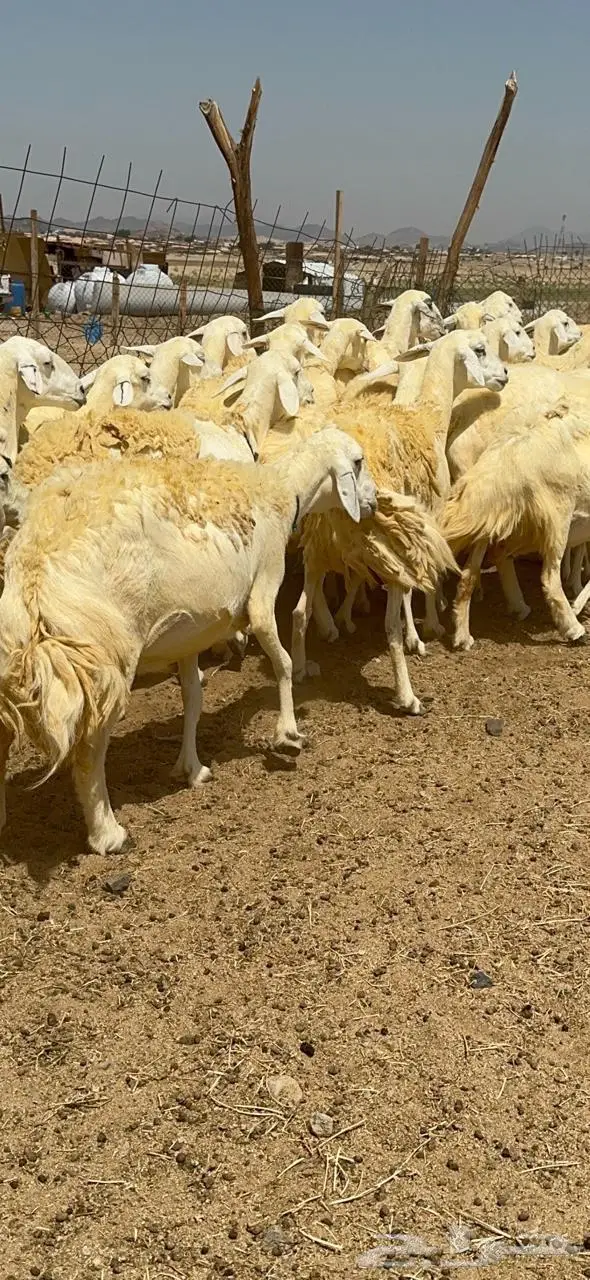 غنم حريات شي فاخر 11