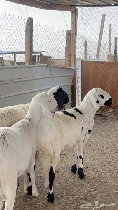 طليان سواكن مرابي 2