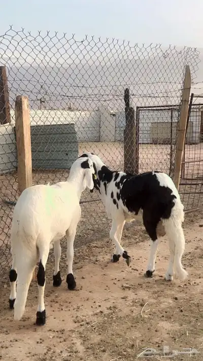 طليان سواكن مرابي 3