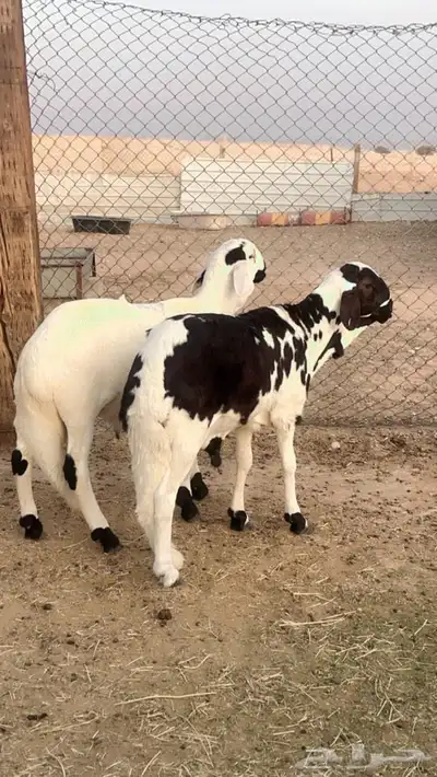 طليان سواكن مرابي 1