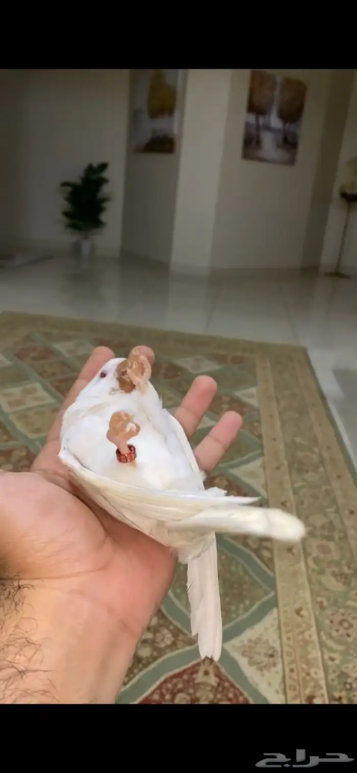 ببغاء كويكر البينو ( تم البيع ) 3