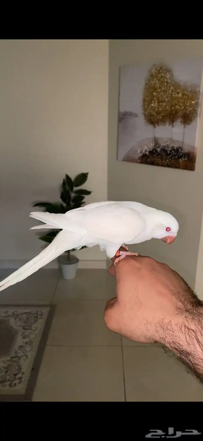 ببغاء كويكر البينو ( تم البيع ) 0