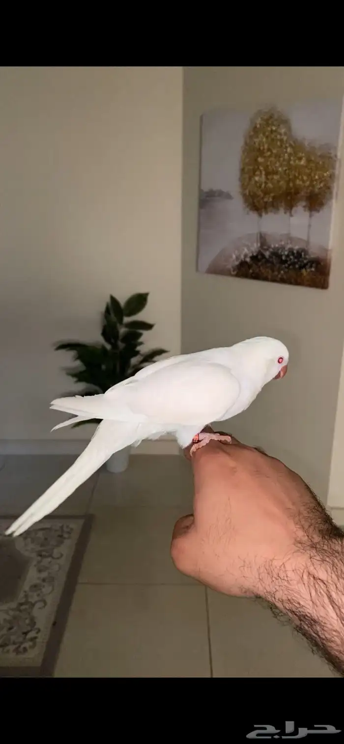 ببغاء كويكر البينو ( تم البيع ) 1