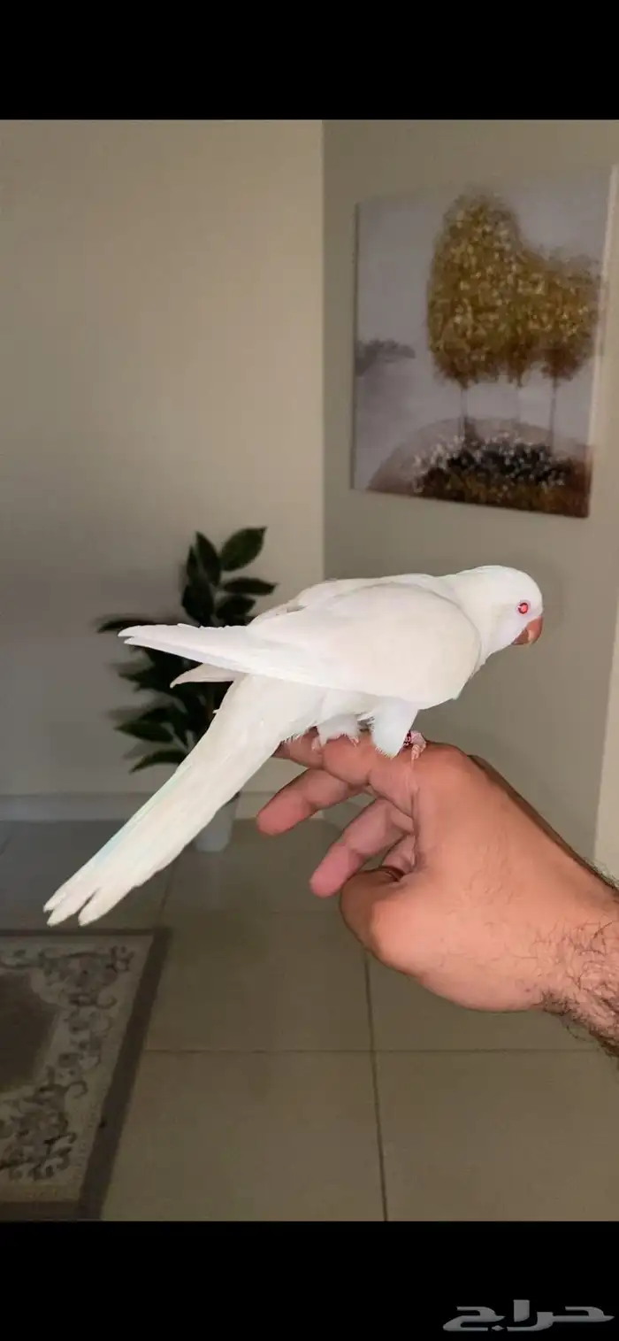 ببغاء كويكر البينو ( تم البيع ) 2