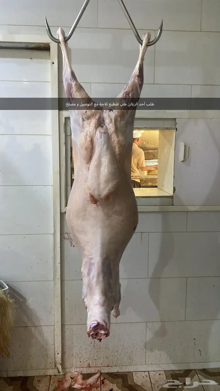 طليان و تيوس ذبايح لباب البيت المدينه المنورة 0