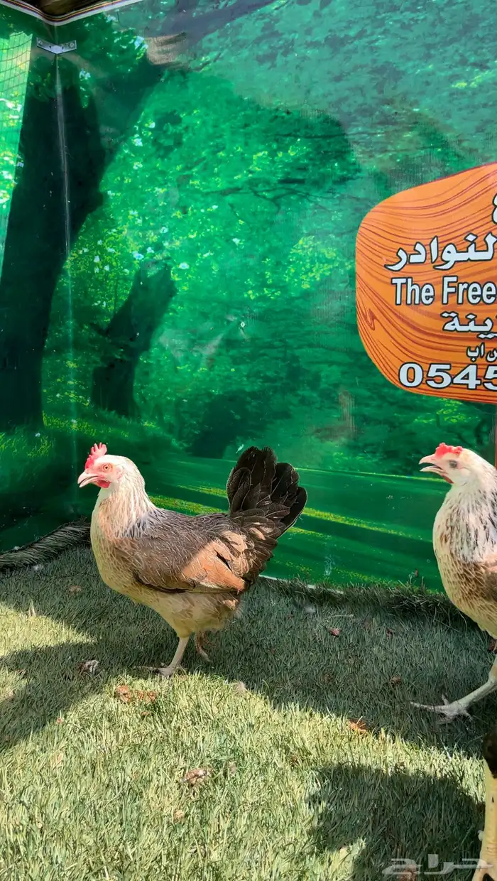 دجاج امريكي عملاقي جيرسي - دجاج عربي ترثه شوكي 12