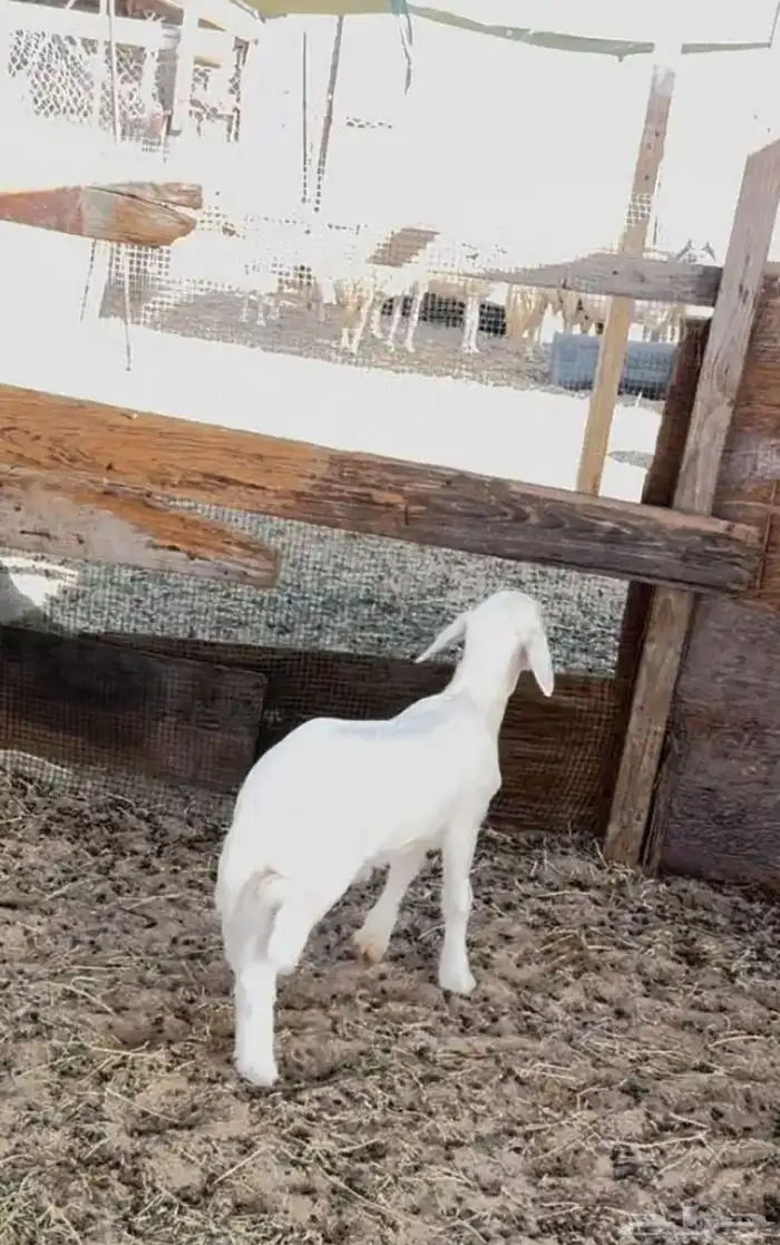خروف لباني انتاج المراح شرط الصحه والنظافه 0
