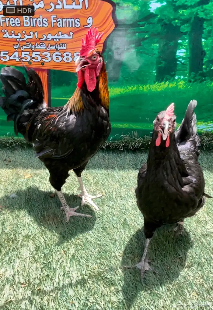 دجاج امريكي عملاقي جيرسي - دجاج عربي ترثه شوكي 6
