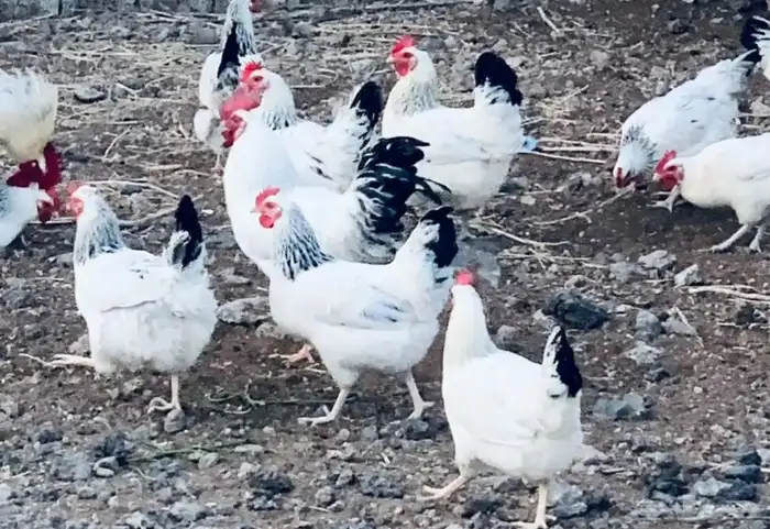 بيض فرنسي كولمبي مخصب جملة 1