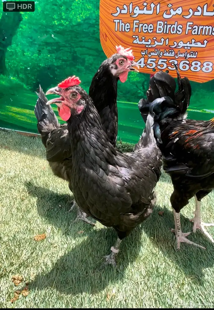 دجاج امريكي عملاقي جيرسي - دجاج عربي ترثه شوكي 4