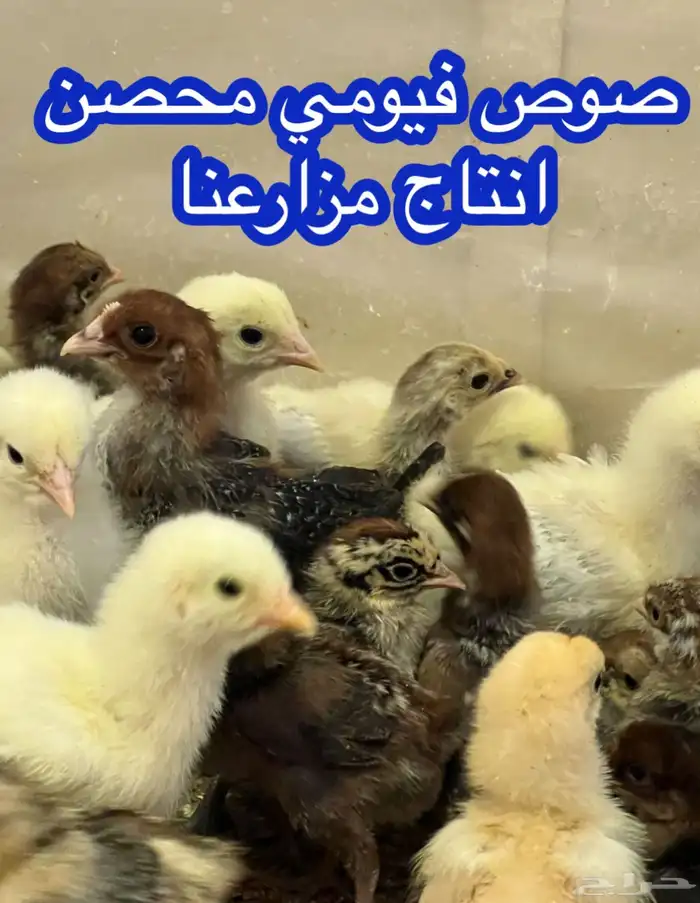 صوص فيومي محصن انتاج مزارعنا عرض 2 ريال الحبه 0