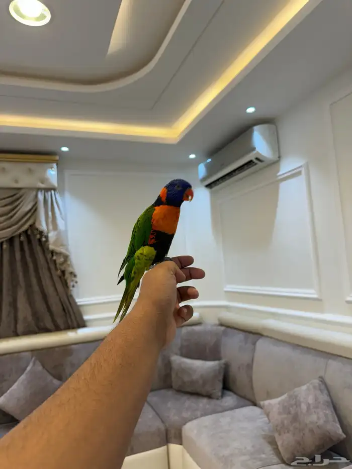 لوري رد كلاور مجنون رسمي اليف حمامه ومتكلم على اليد تم البيع 2