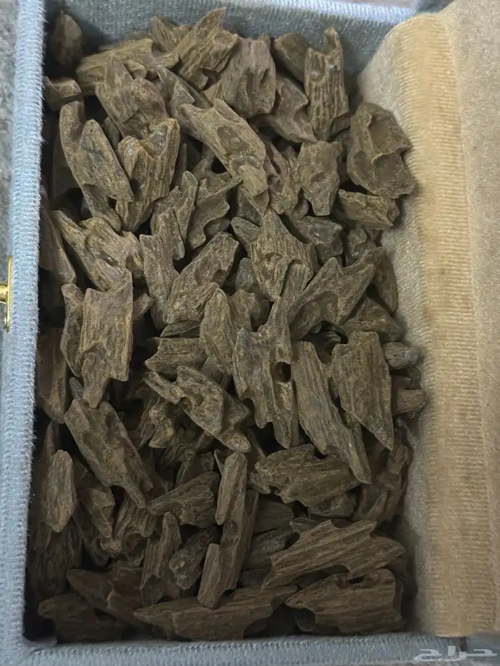 عود كلمنتان درجة اولى 1