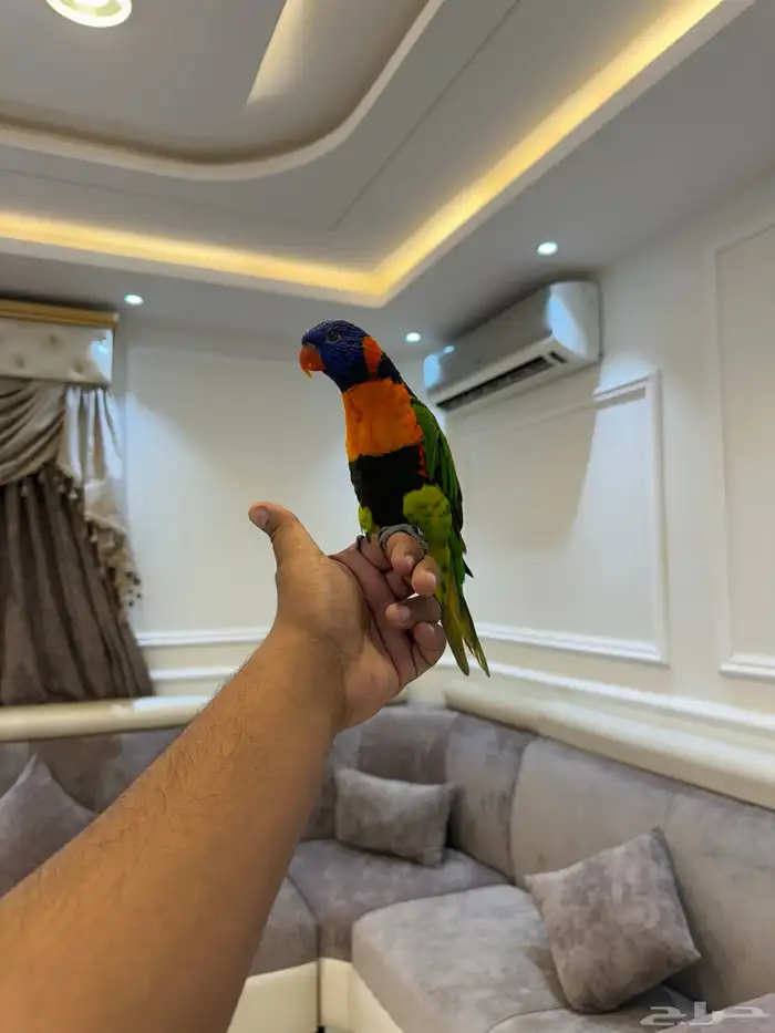 لوري رد كلاور مجنون رسمي اليف حمامه ومتكلم على اليد تم البيع 0