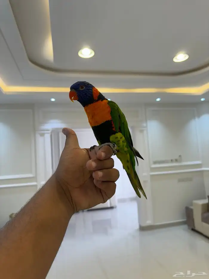 لوري رد كلاور مجنون رسمي اليف حمامه ومتكلم على اليد تم البيع 4