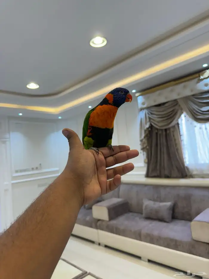 لوري رد كلاور مجنون رسمي اليف حمامه ومتكلم على اليد تم البيع 3