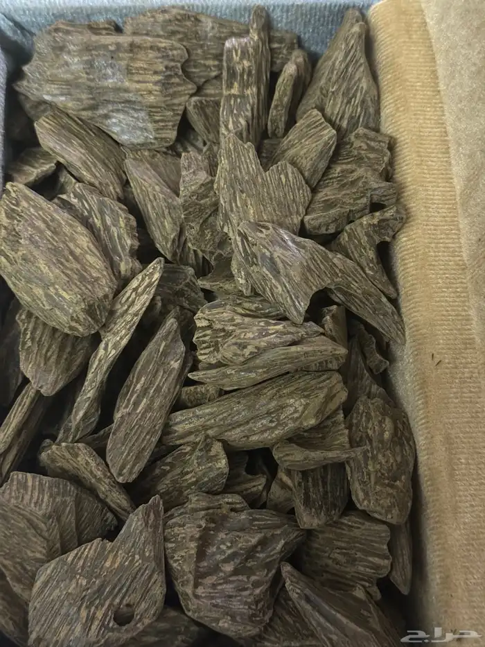 عود كلمنتان درجة اولى 0