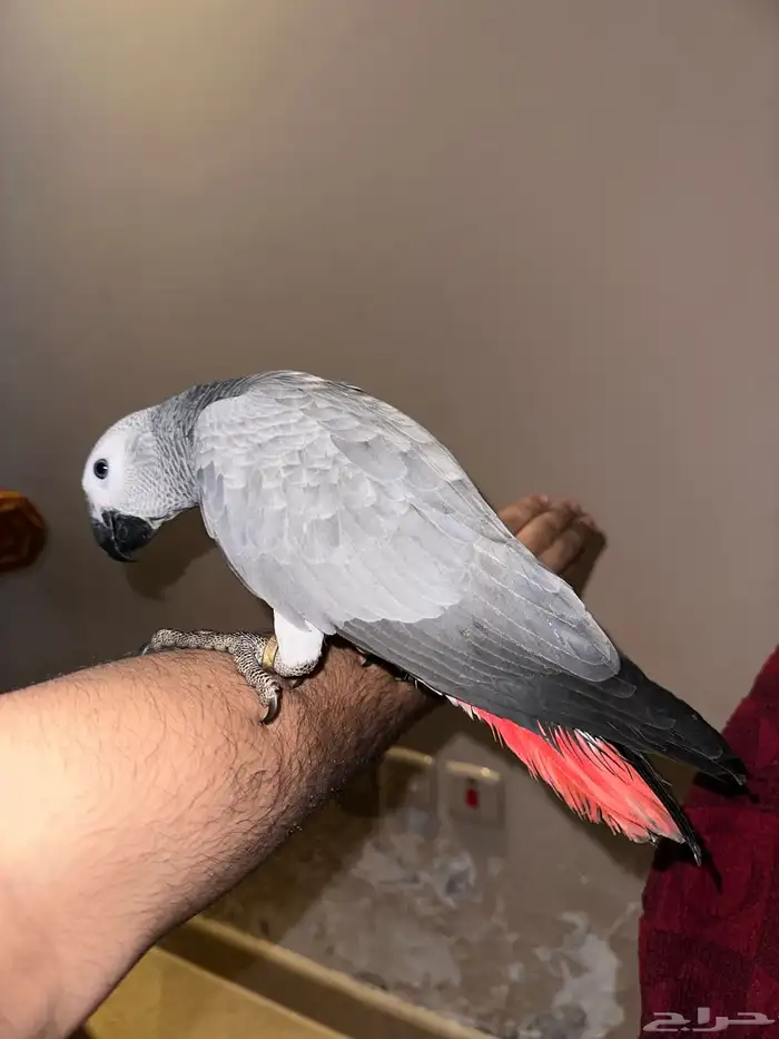 فرخ كاسكو كوقنو رقبه طويله لون ثلجي تم البيع 0