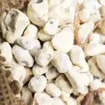 بذور التبلدي العملاق 0