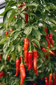 فلفل احمر تايلندي حار(Capsicum annuum red) 2