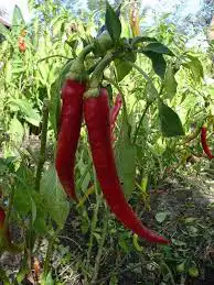 فلفل احمر تايلندي حار(Capsicum annuum red) 4