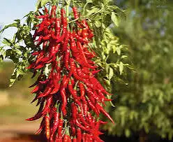 فلفل احمر تايلندي حار(Capsicum annuum red) 1