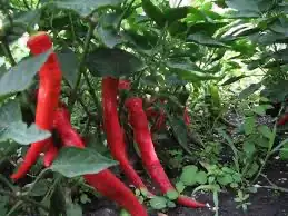 فلفل احمر تايلندي حار(Capsicum annuum red) 3
