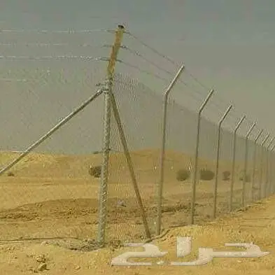 نخل للبيع خلاص مثمره وسكري مثمر وبرحي وواشنطن 1