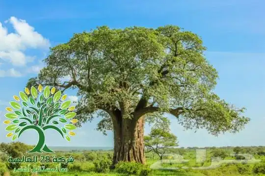 بذور التبلدي العملاق 3