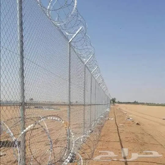 نخل للبيع خلاص مثمره وسكري مثمر وبرحي وواشنطن 3
